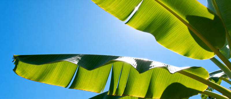 蕉叶映蓝天图片