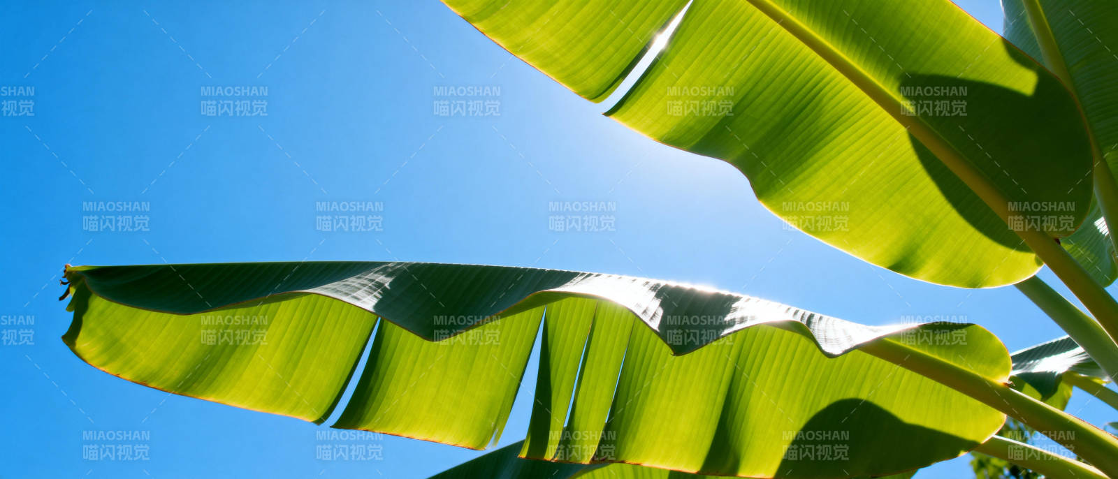 蕉叶映蓝天图片