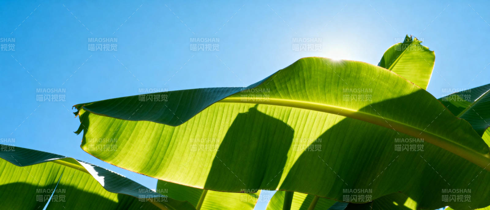 绿叶映蓝天图片