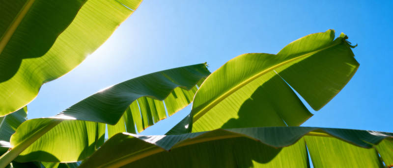 绿叶映蓝天图片