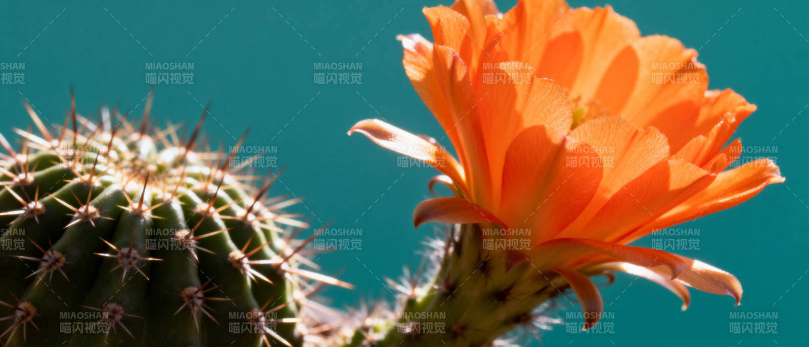 仙人掌绽放橙花图片
