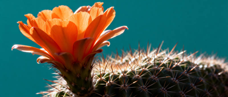 仙人掌橙花绽放图片