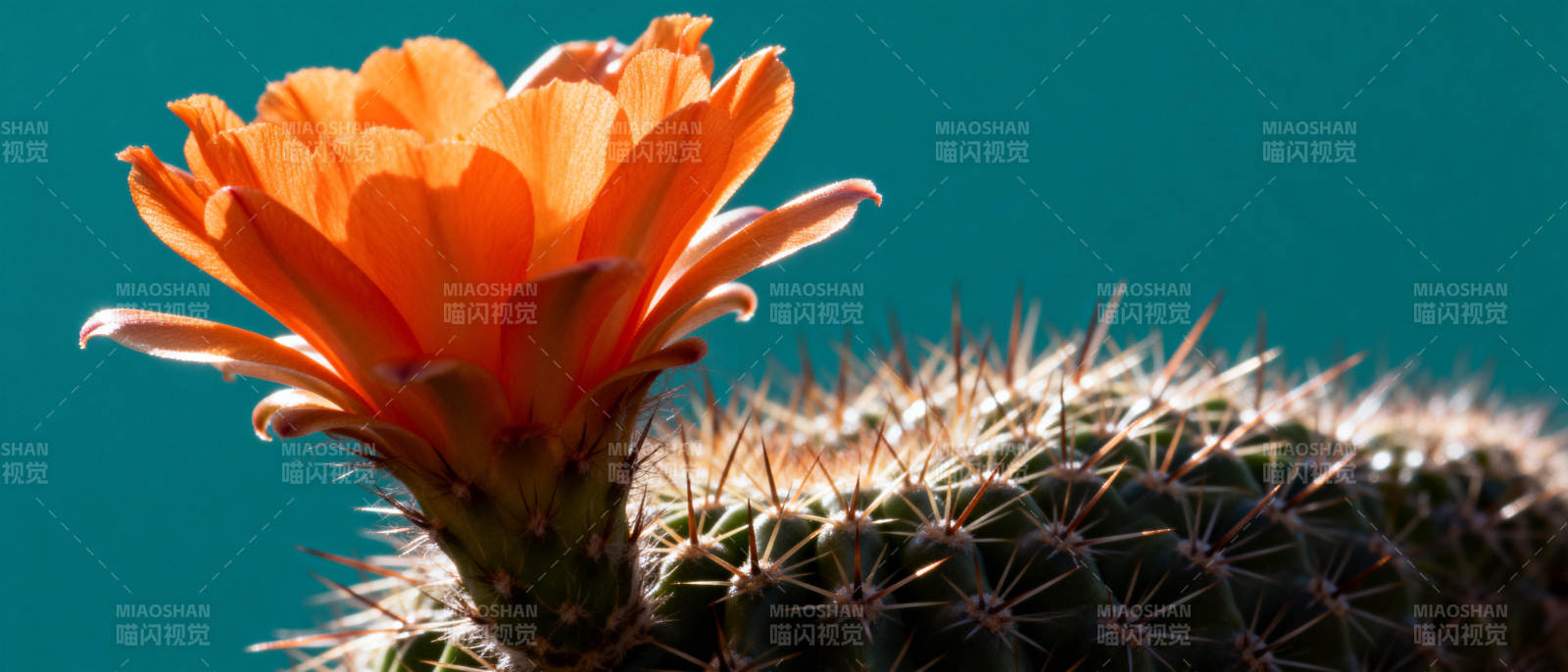 仙人掌橙花绽放图片