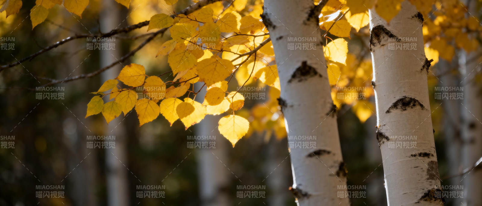 秋日白桦林图片