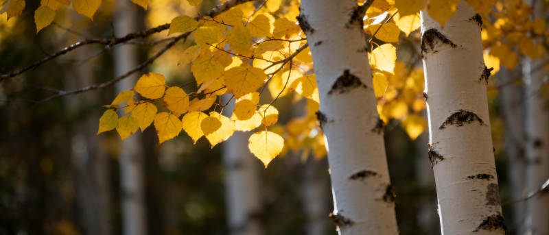 秋日白桦林图片