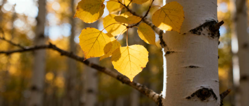 秋日白桦林图片