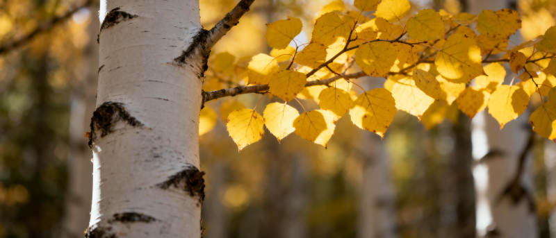 秋日白桦林图片