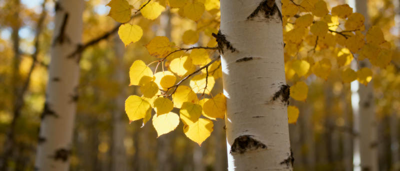 秋日白桦林图片