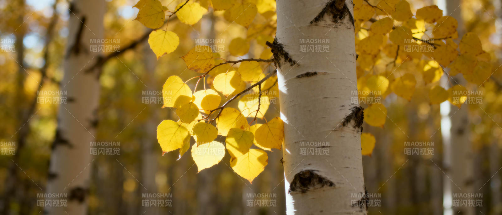 秋日白桦林图片