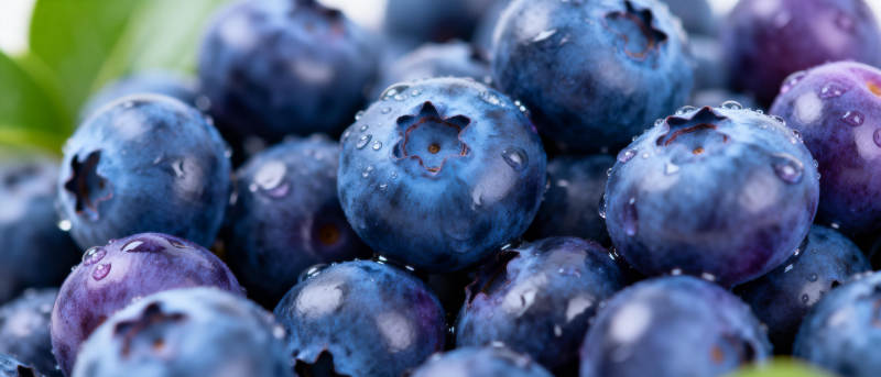 新鲜蓝莓特写图片