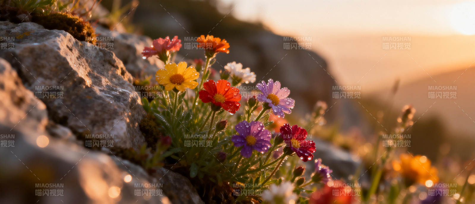 山岩野花绽放图片