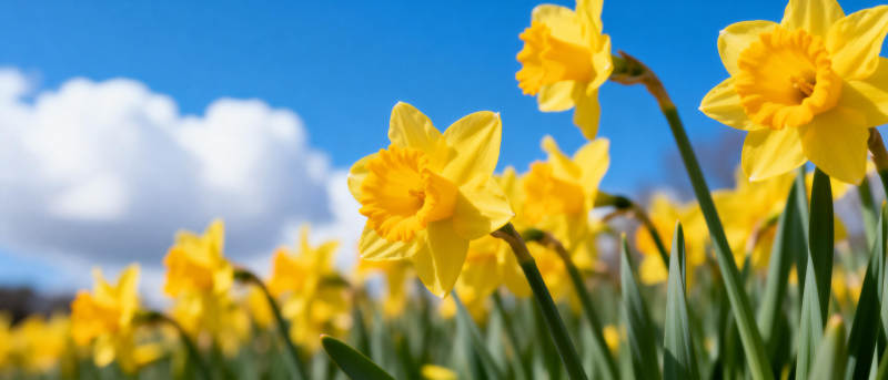春日黄花绽放图片