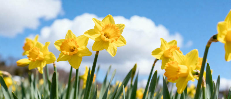 春日黄花绽放图片