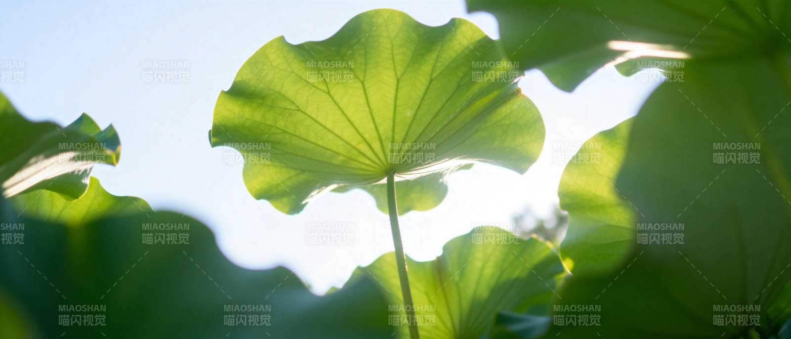 荷叶迎光图片
