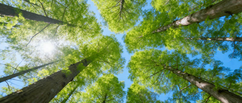 仰望森林绿意盎然图片