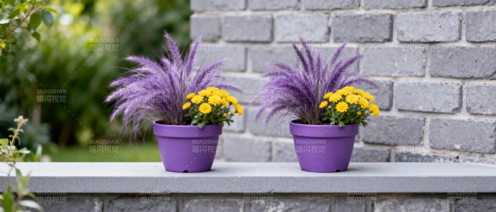 紫花黄菊盆栽图片
