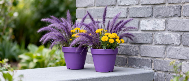 紫盆花艺 墙边生辉图片