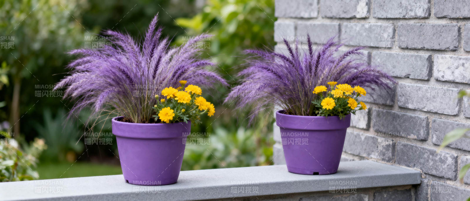 紫草黄花盆景图片