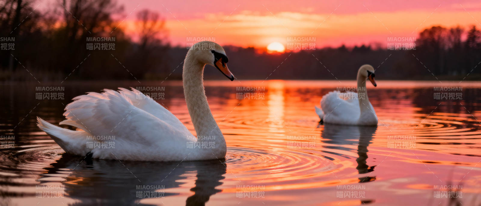 夕阳下的天鹅湖图片