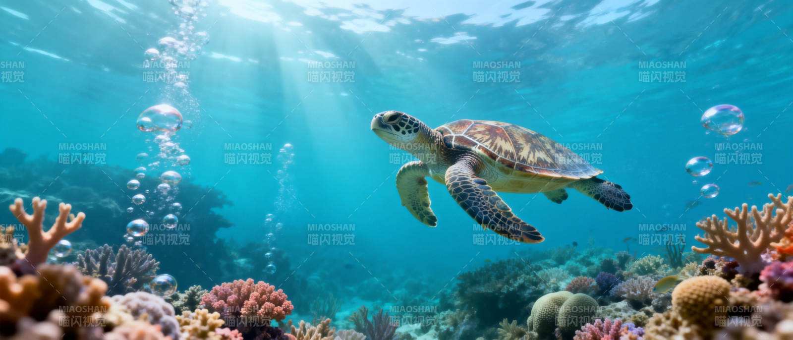 海龟畅游珊瑚礁图片