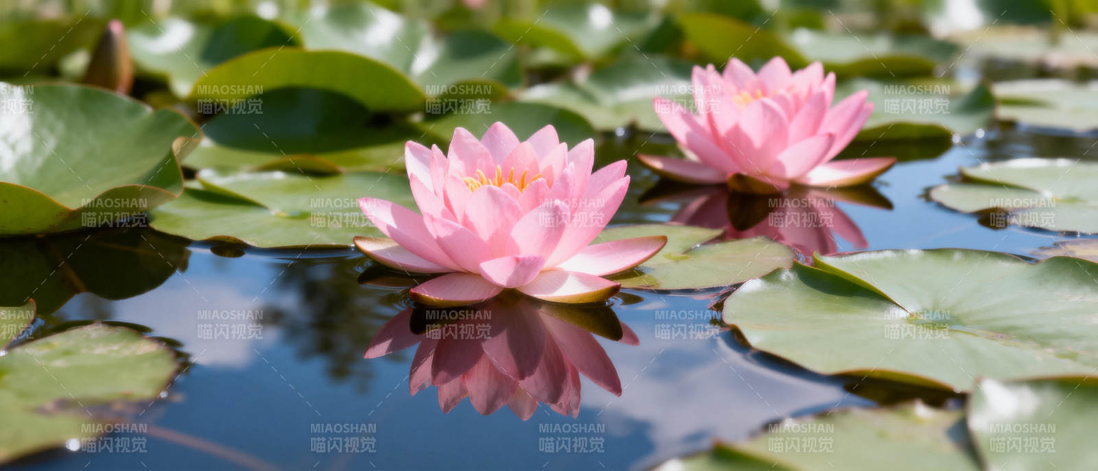 荷花映水 静谧之美图片