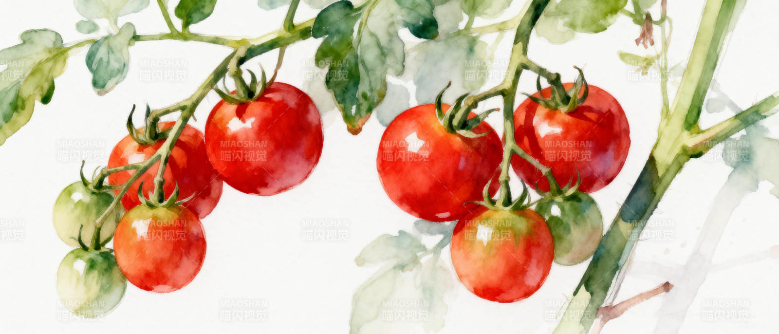 枝头红番茄图片