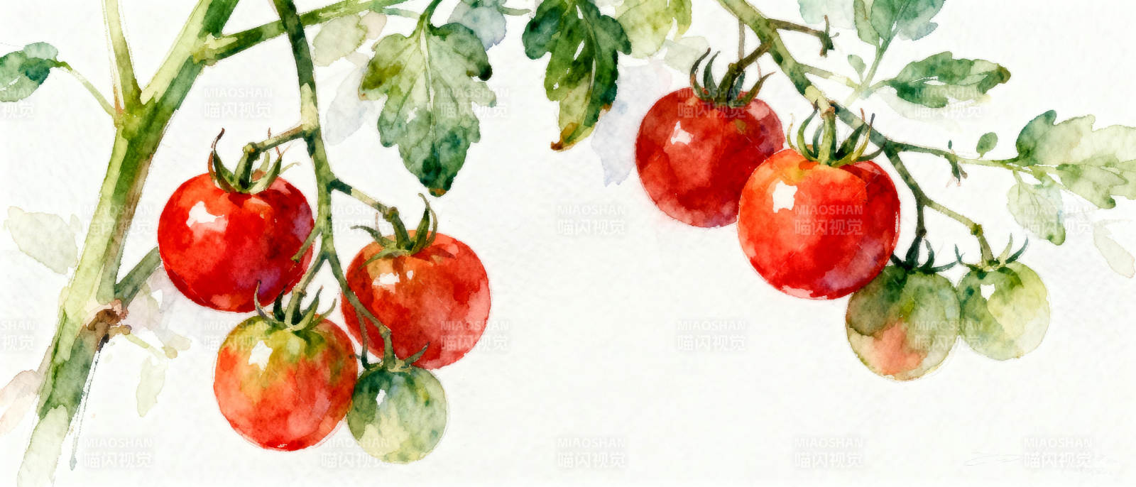 番茄枝头红果鲜图片