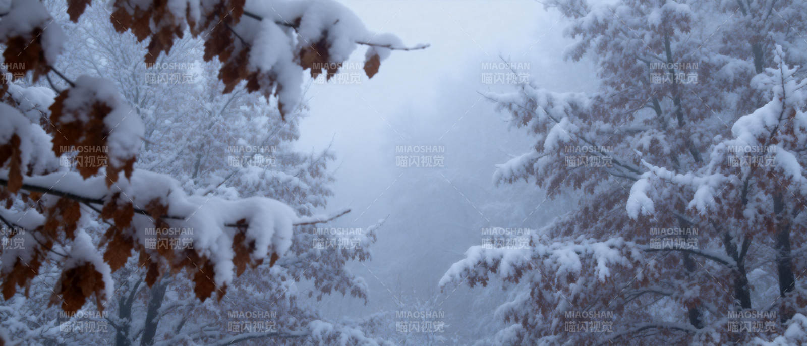 雪覆枯叶林间景图片