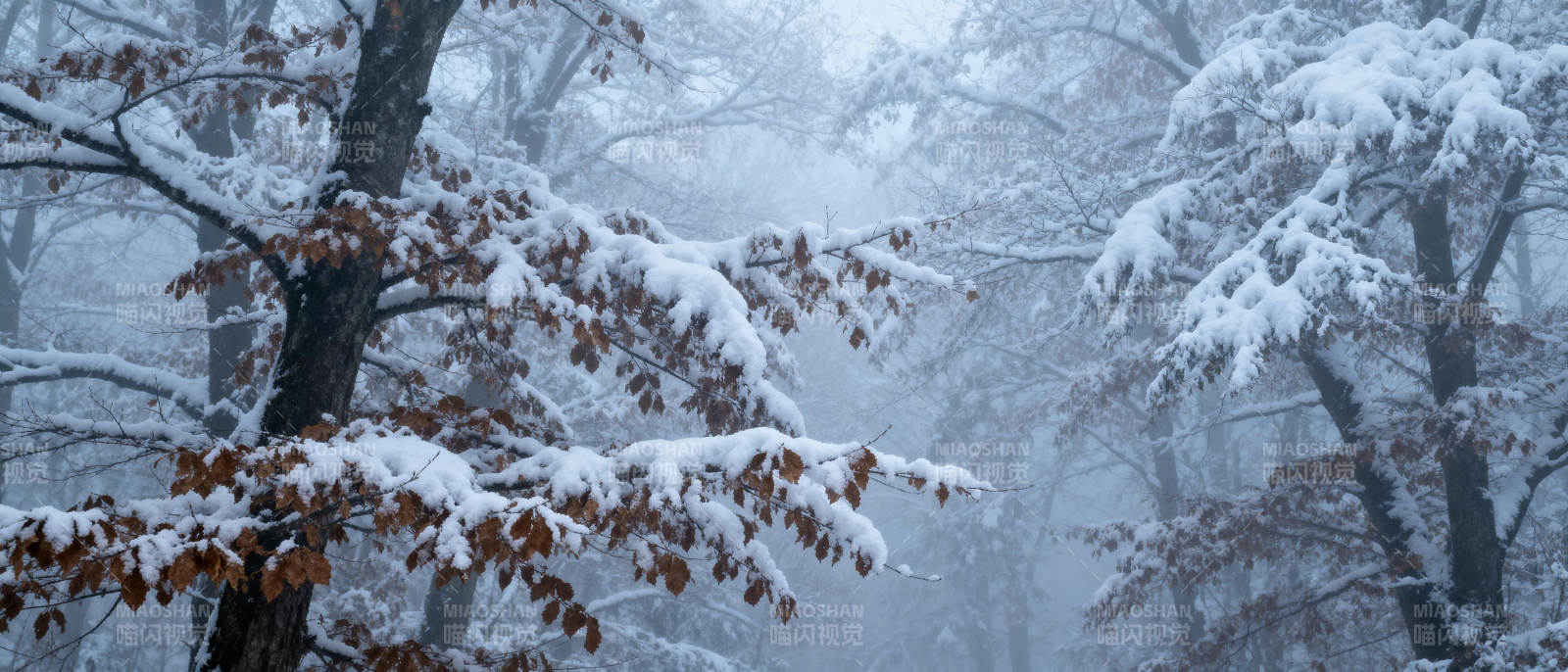 雪覆林间静谧景图片