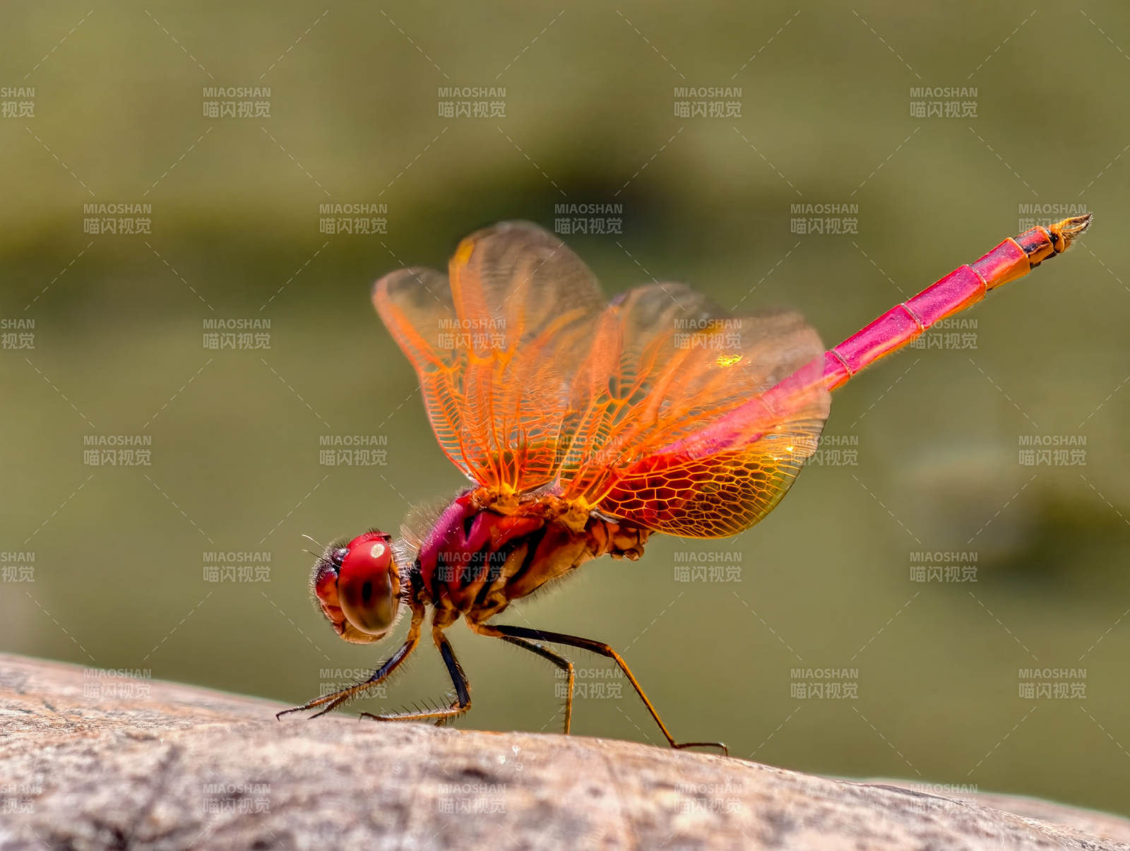 红蜻蜓栖息石上图片