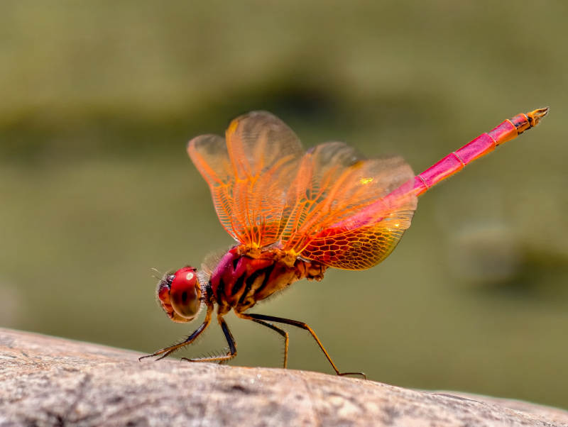 红蜻蜓栖息石上图片