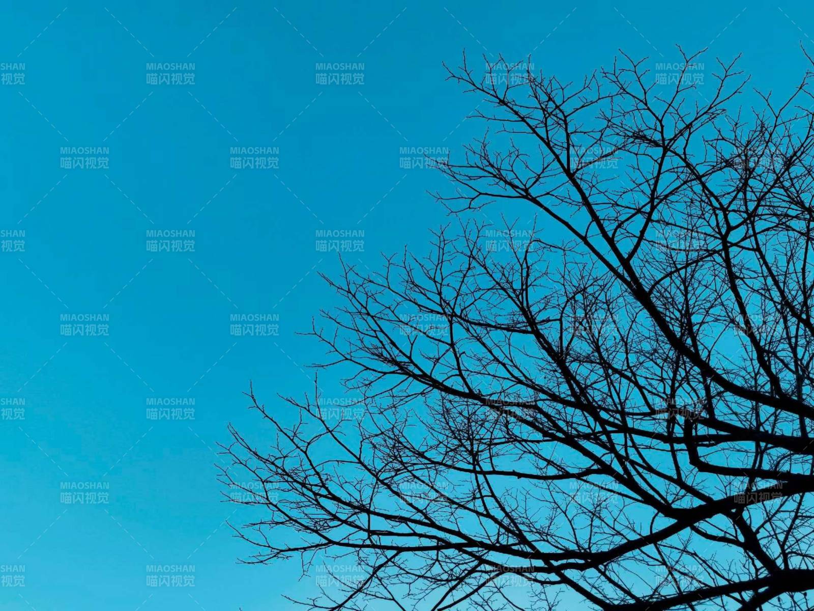枯枝映蓝天图片