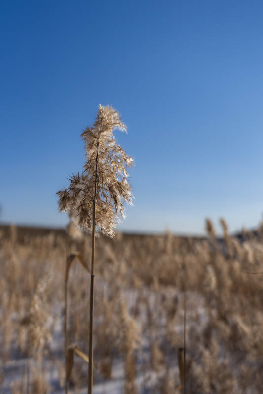 冬日芦苇静立图片