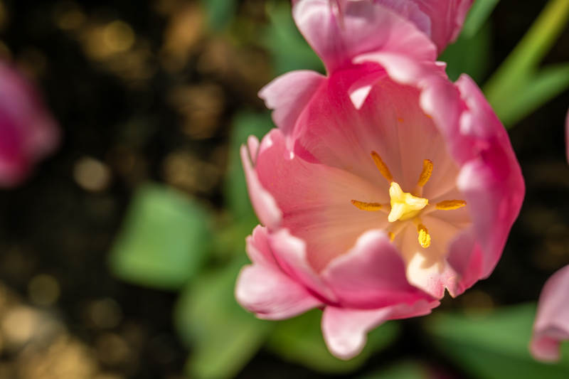 粉红郁金香绽放图片