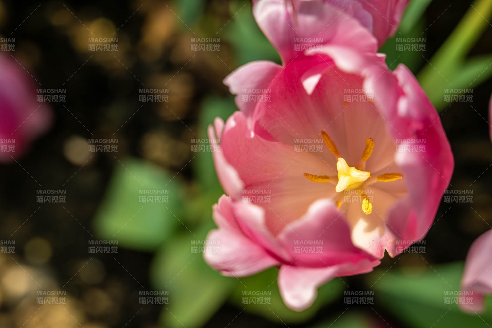 粉红郁金香绽放图片