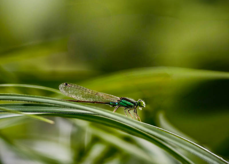 翠色蜻蜓栖草尖图片