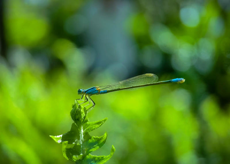 蓝蜻蜓栖绿叶图片