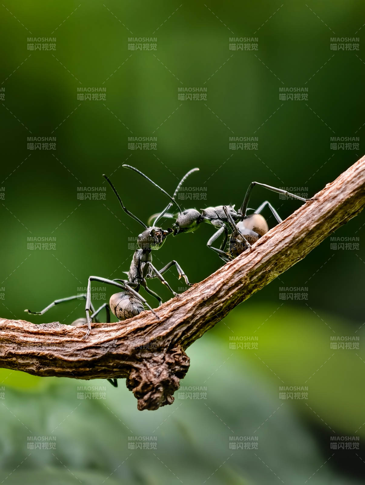 蚂蚁枝头相拥图片