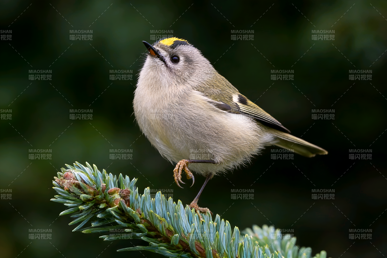 戴菊鸟枝头眺望图片