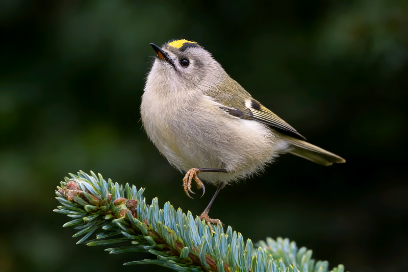戴菊鸟枝头眺望图片