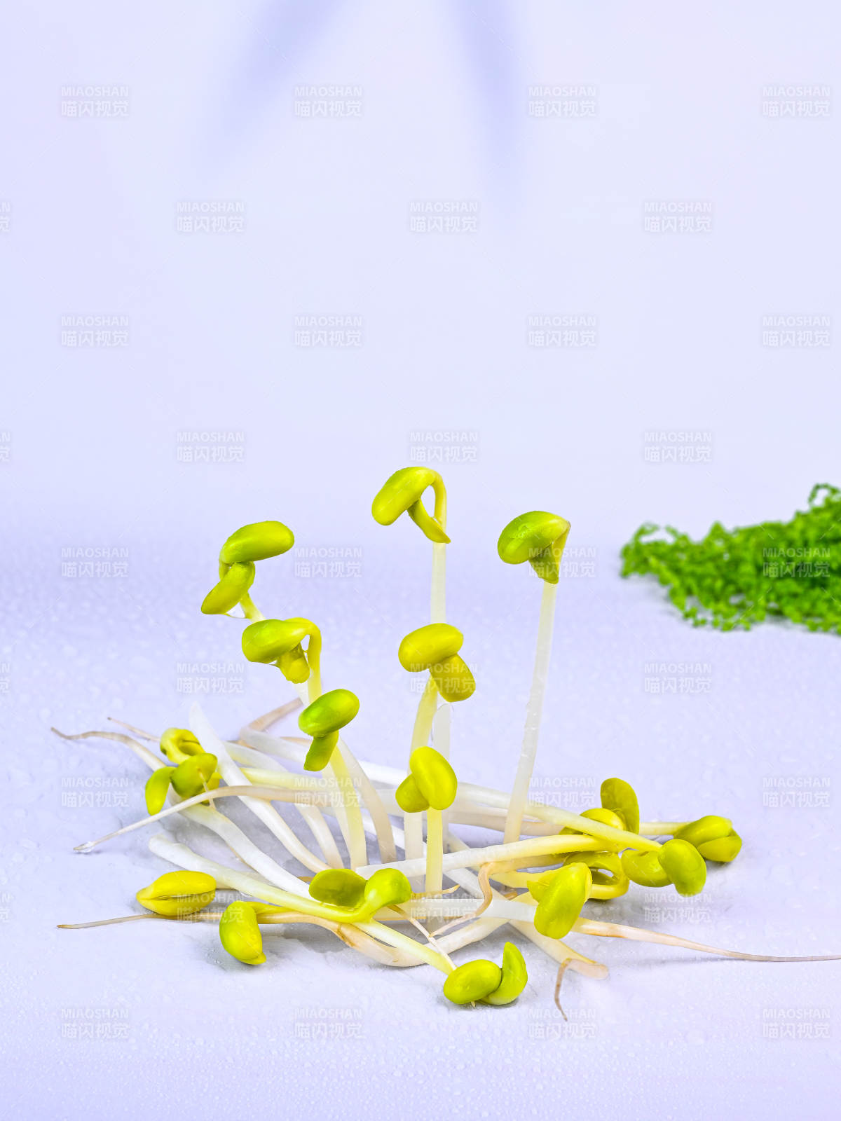 嫩绿黄豆芽特写图片