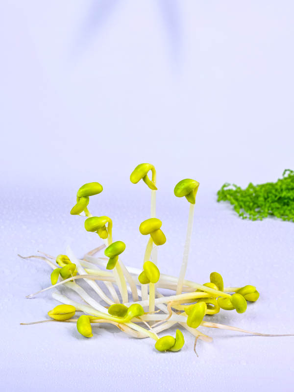 嫩绿黄豆芽特写图片