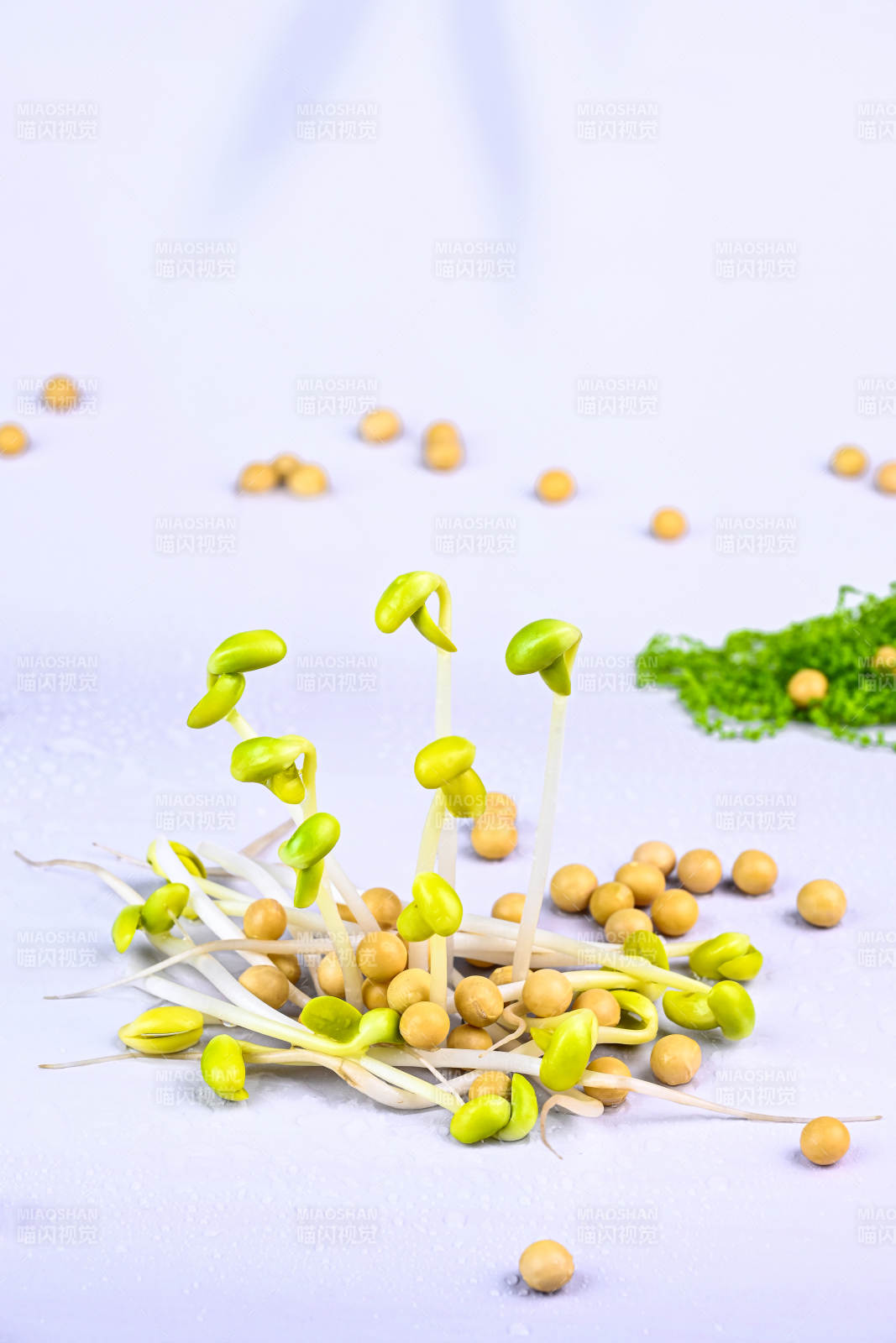 鲜嫩黄豆芽与散落豆子特写图片