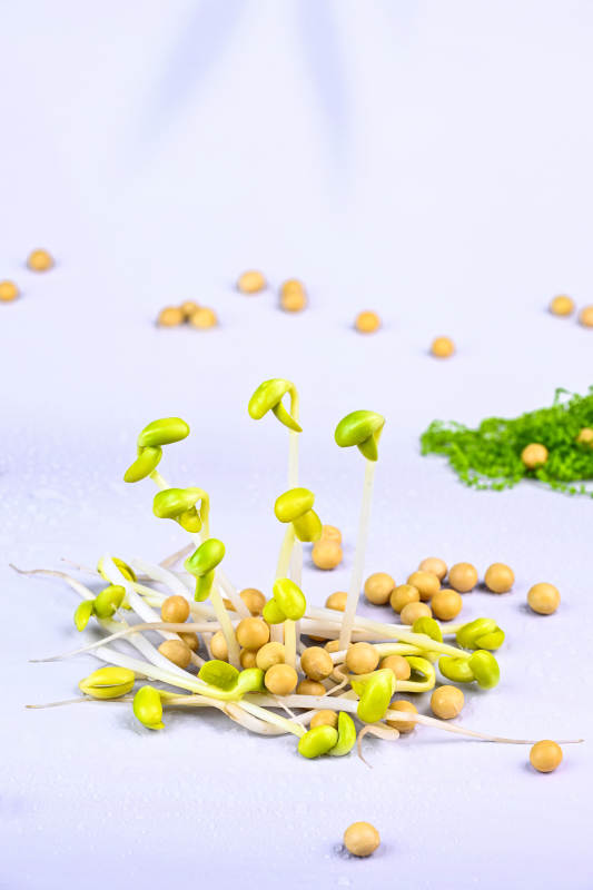 鲜嫩黄豆芽与散落豆子特写图片