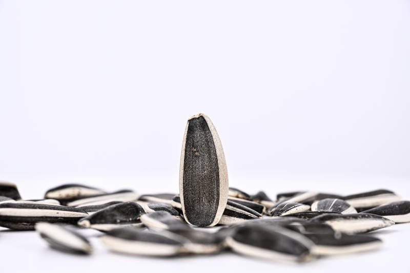 饱满原味葵花籽特写图片