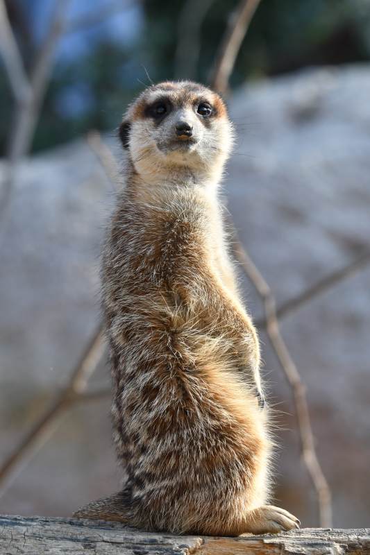 警觉的猫鼬图片