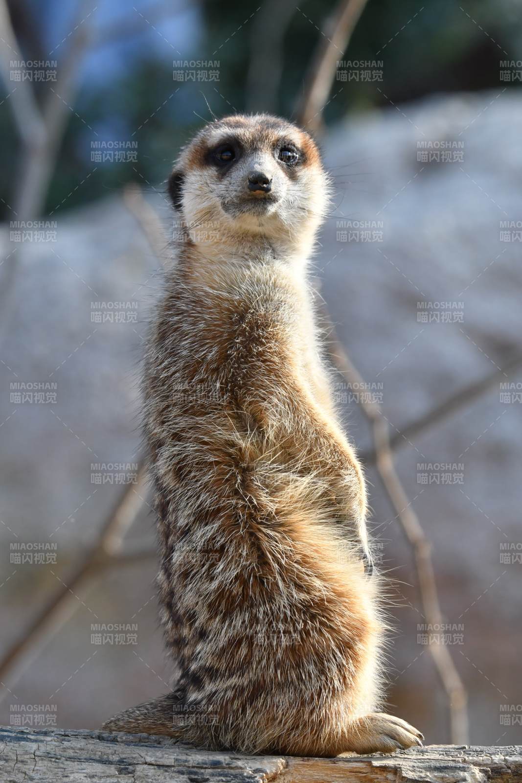 警觉的猫鼬图片