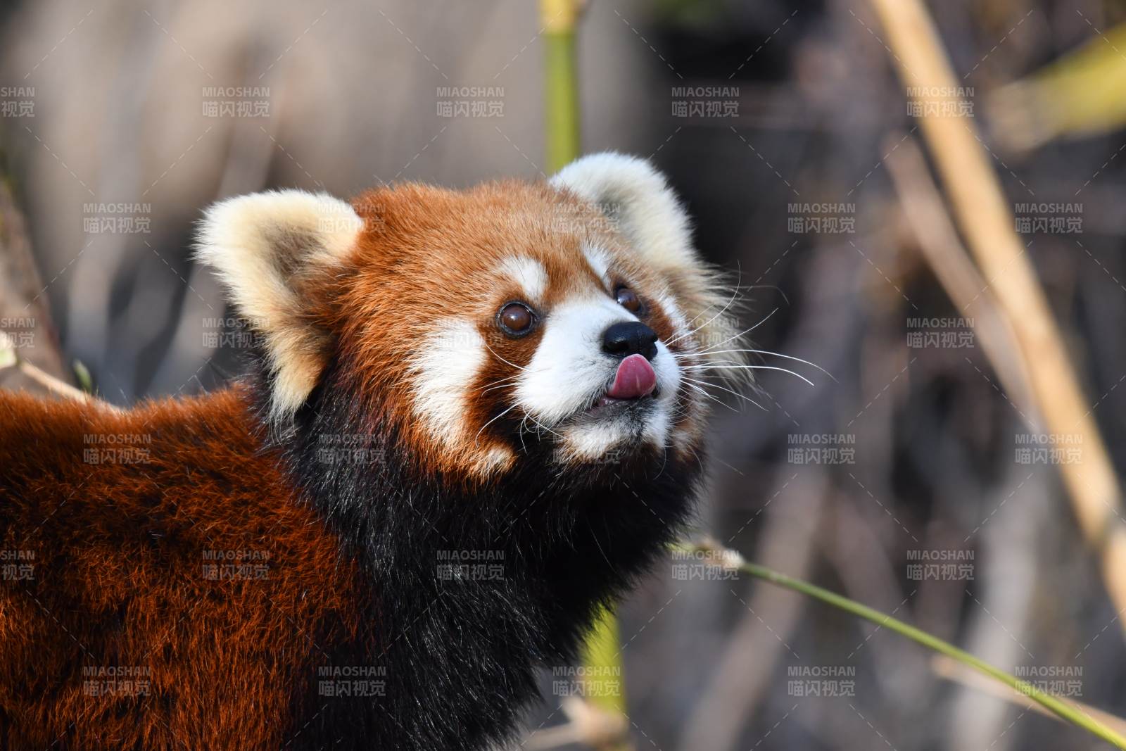 红熊猫舔唇图片