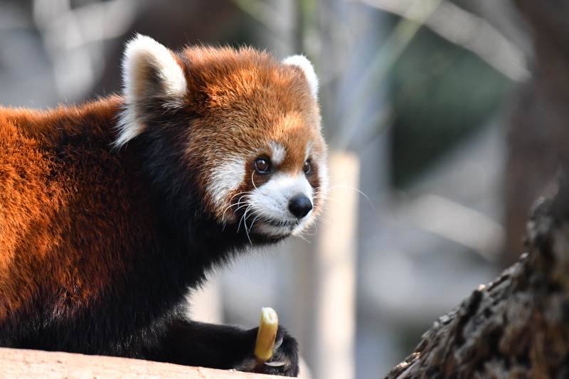红熊猫啃食竹子图片