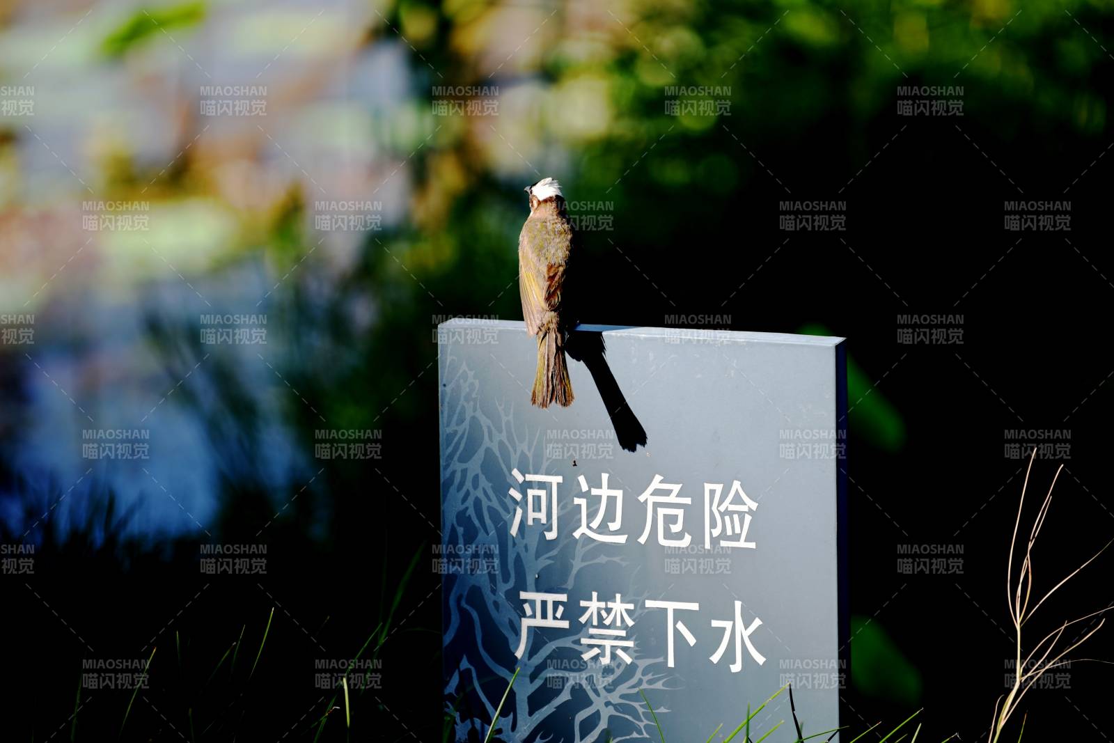 公园里的白头翁鸟伫立在警示牌上图片